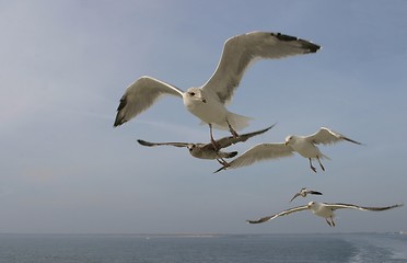 Image showing seagulls behind ship on ocean