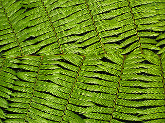 Image showing Fern