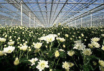 Image showing greenhouse with white chrysanthemums