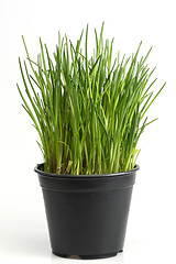 Image showing Fresh chive