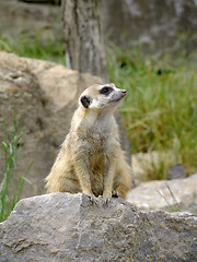 Image showing Meerkat