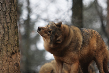 Image showing Gray Wolf Canis Lupus