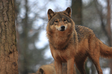 Image showing Gray Wolf Canis Lupus