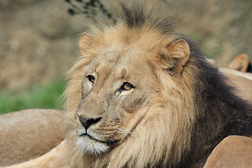 Image showing Lion - Panthera leo 