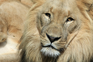 Image showing Lion - Panthera leo 