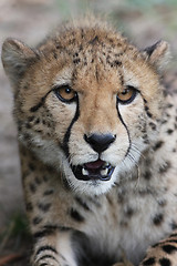 Image showing Portrait of a Cheetah - Acinonyx jubatus