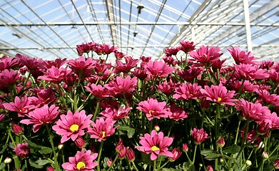 Image showing red  chrysanthemuns in greenhouse