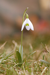 Image showing Snowdrop