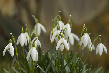 Image showing Snowdrop