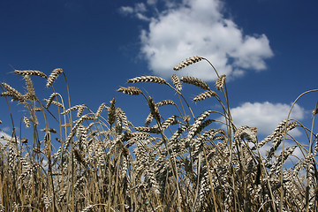 Image showing Wheat