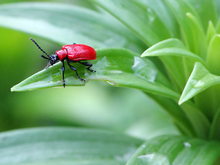 Image showing Red Bug