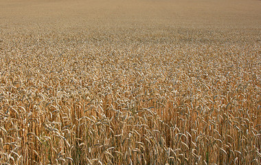 Image showing Cornfield