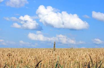 Image showing Wheat