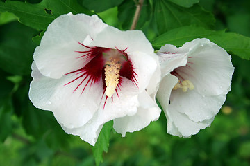 Image showing White Hibiscus