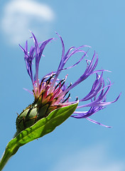 Image showing Cornflower