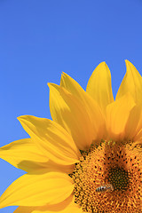 Image showing Sunflower with Bee