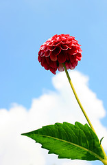 Image showing Red Dahlia