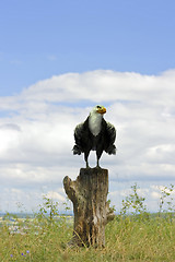 Image showing Stump with Eagle