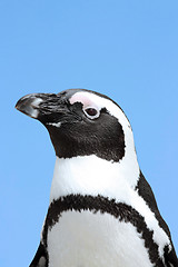 Image showing Penguin