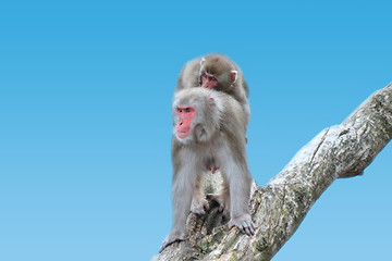 Image showing Egret Monkeys