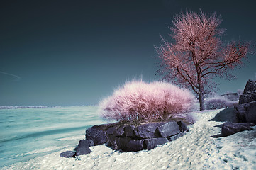 Image showing Infrared Landscape