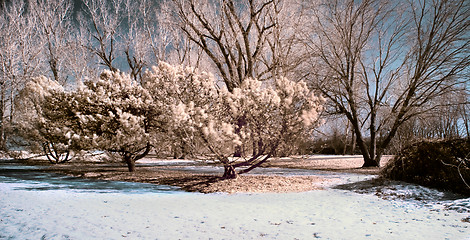 Image showing Infrared Landscape