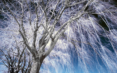 Image showing Infrared Landscape