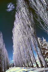 Image showing Infrared Landscape