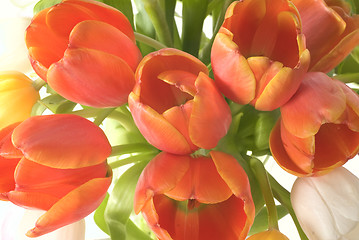 Image showing tulips