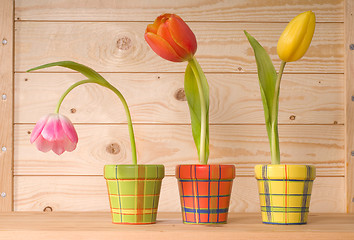 Image showing tulips