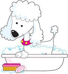 Image showing Poodle Bath