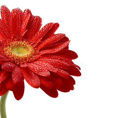 Image showing red gerbera