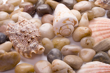 Image showing sea shells and pebble