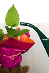 Image showing Plant and Watering Can