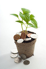 Image showing Money Tree