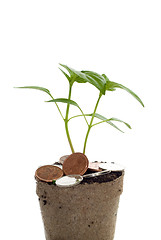 Image showing Closeup Money Tree