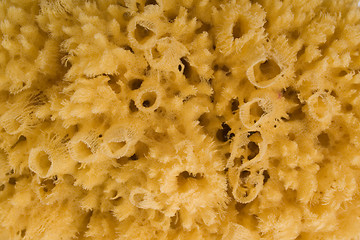 Image showing natural bath sponge