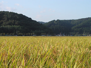 Image showing Rice field