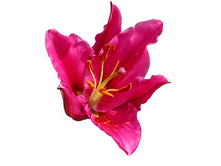 Image showing Red Asian Lily