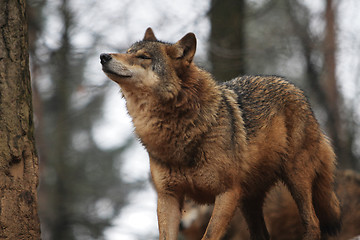 Image showing Gray Wolf Canis Lupus