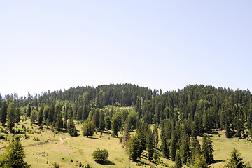 Image showing Forest landscape