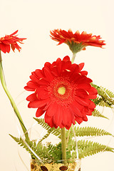 Image showing Gerber daisy