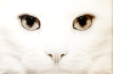 Image showing White cat: macro