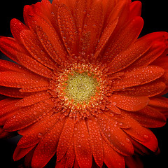 Image showing red gerbera