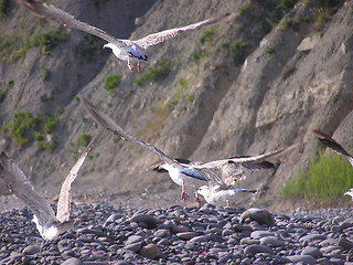 Image showing Sea-gulls