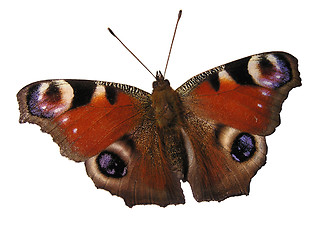 Image showing Butterfly on white