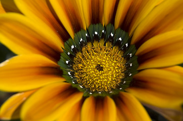 Image showing Macro Daisy