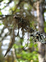 Image showing Hanging moss