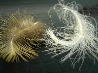 Image showing Feather