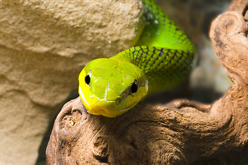 Image showing Red Tailed Racer